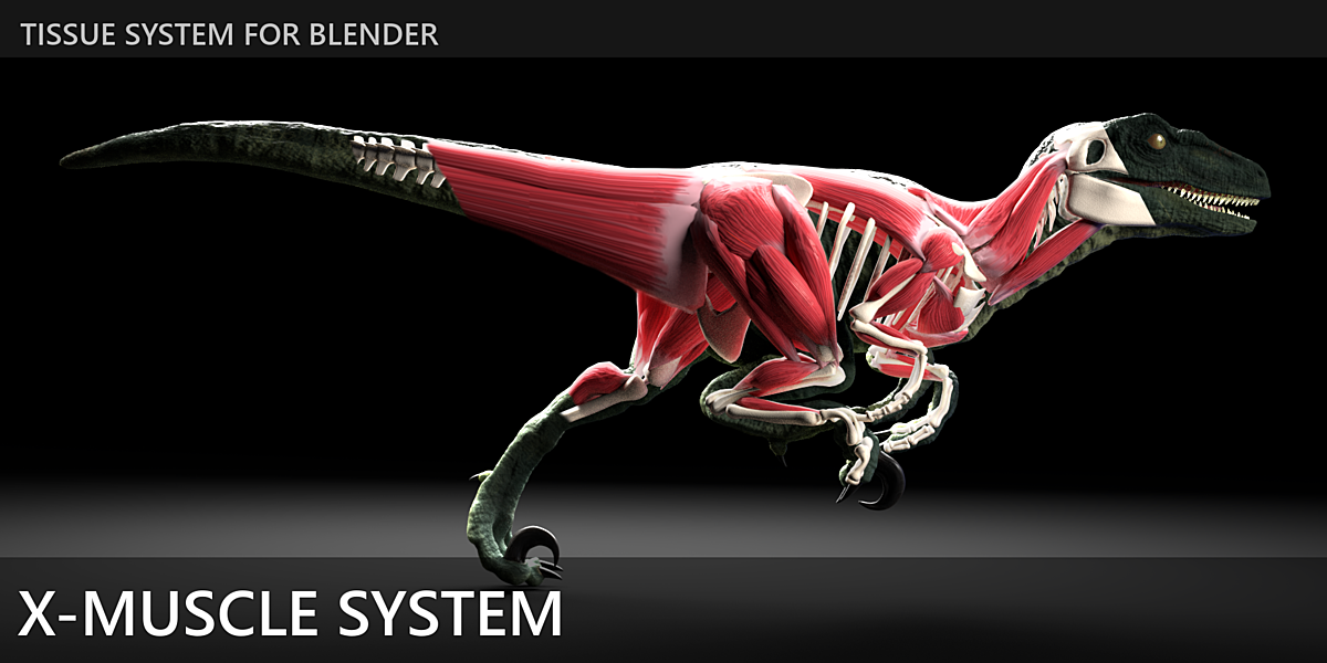 X-Muscle System 4.0 fro Blender 肌肉系统模拟插件
