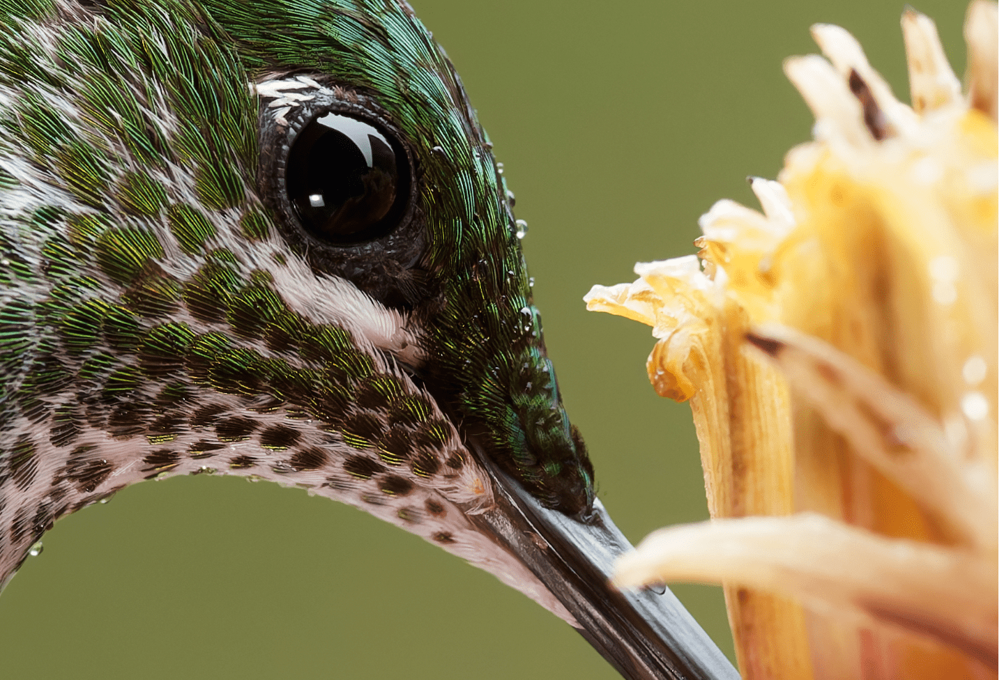 DxO PureRAW 5.1.0.6 RAW图像处理软件