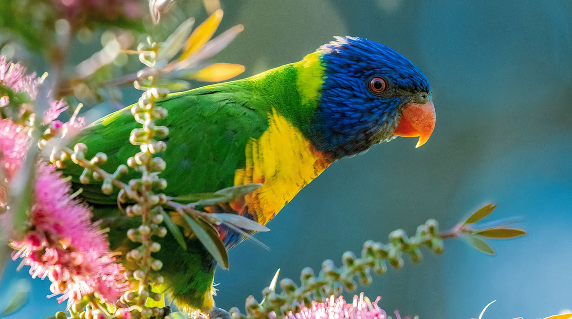 ON1 Effects 2025.1 v19.1.0.16592 照片调色软件