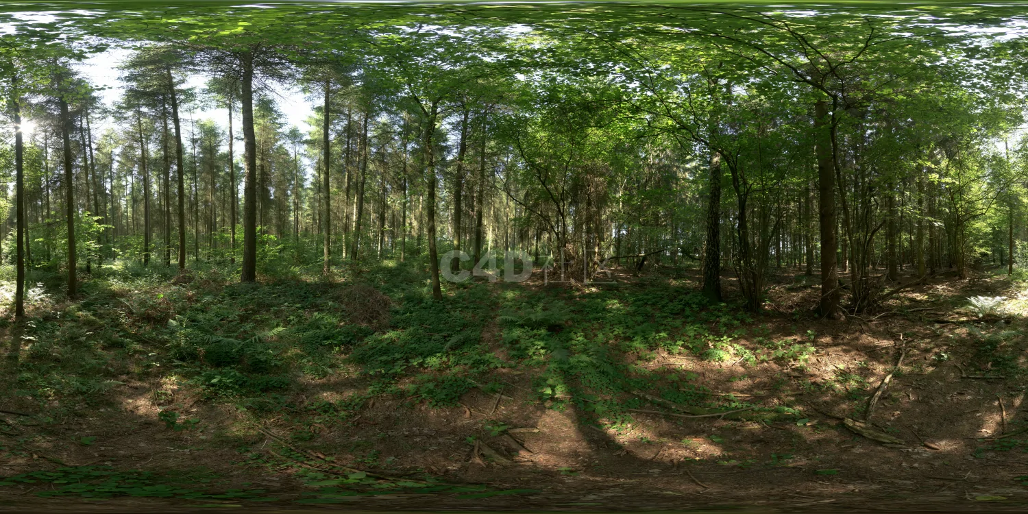 户外树林HDR 23-12-03 (3)