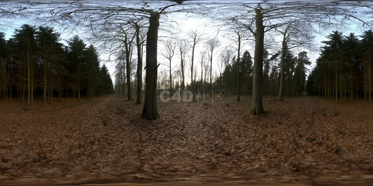 户外树林HDR 23-12-03 (5)