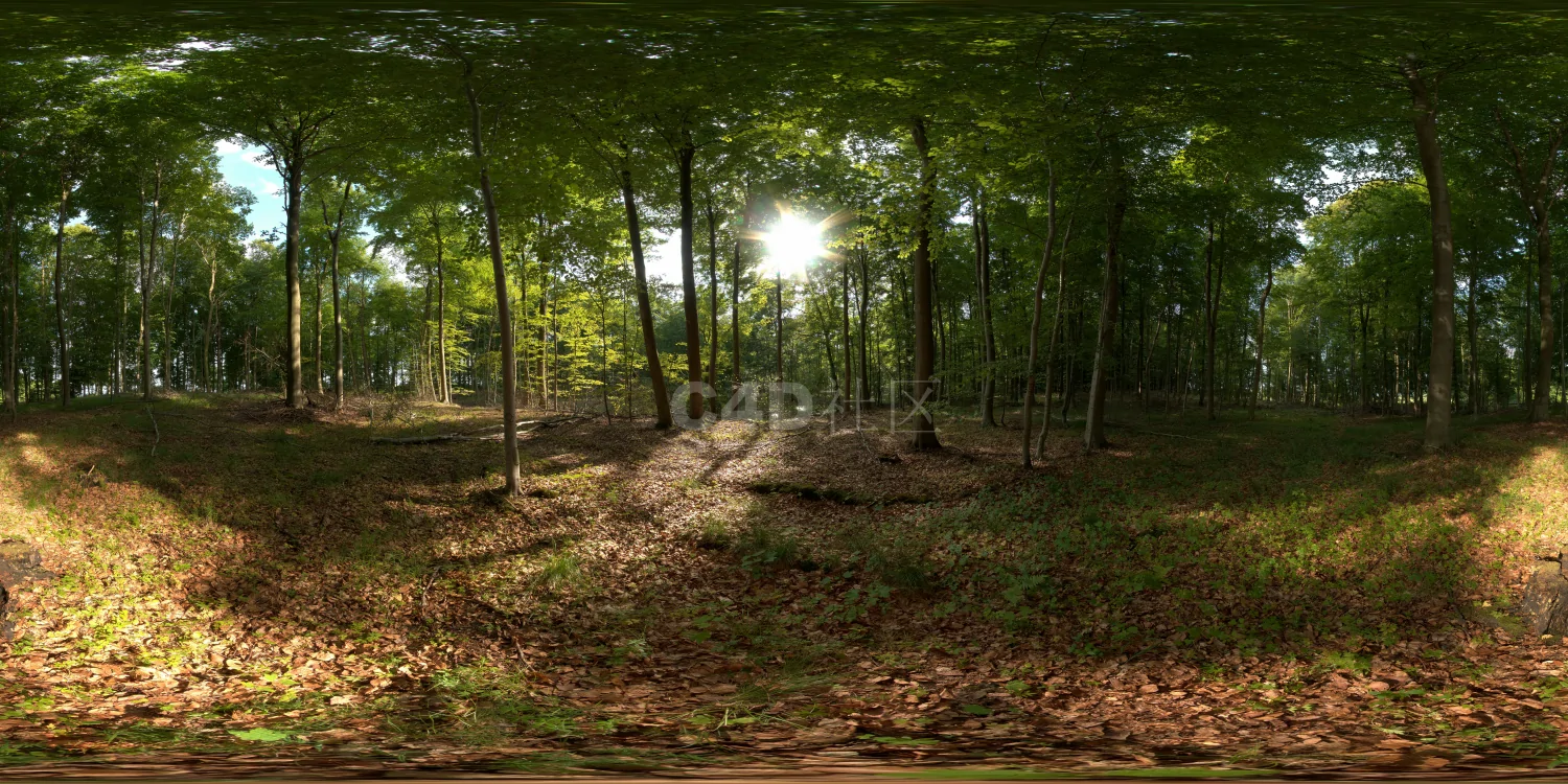 户外树林HDR 23-12-03 (2)