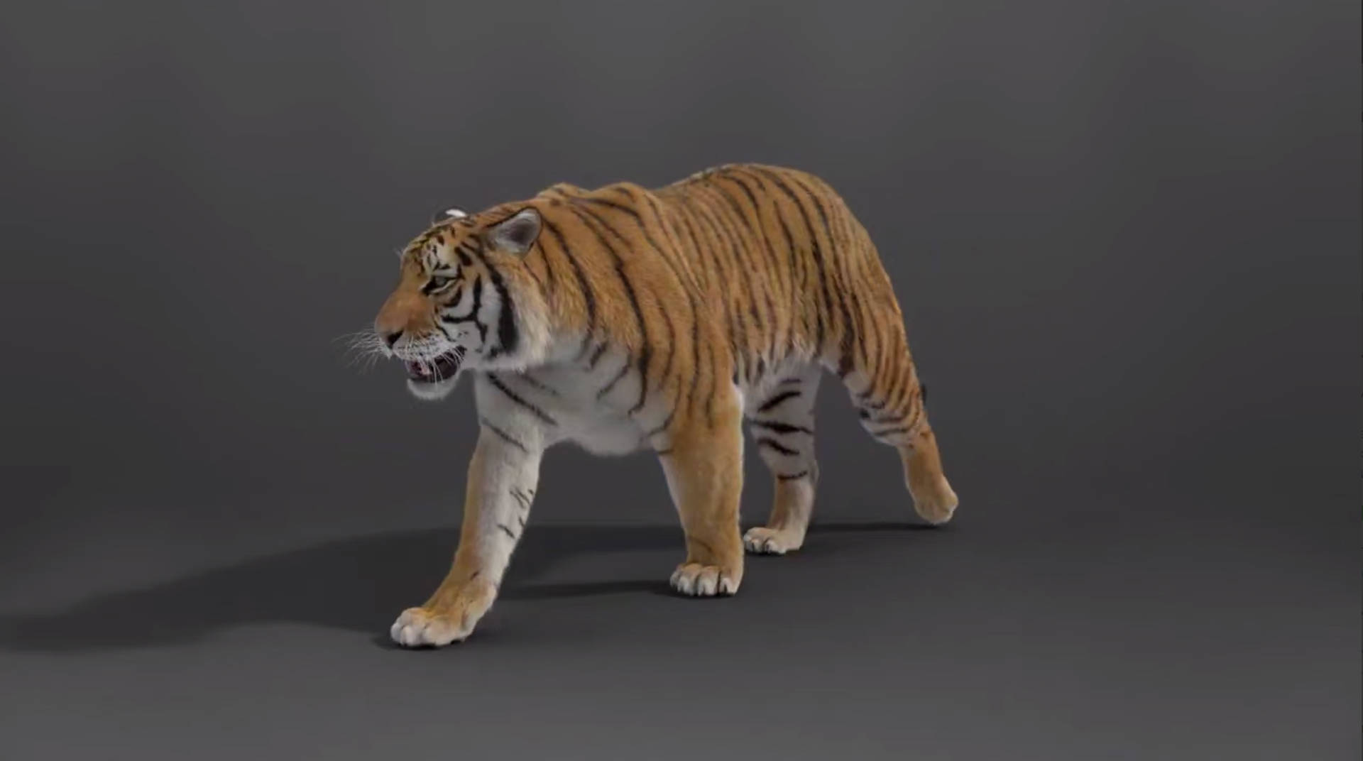 西伯利亚虎-带动作绑定