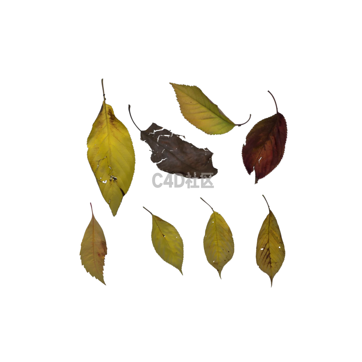 自然七叶树受损 25052413