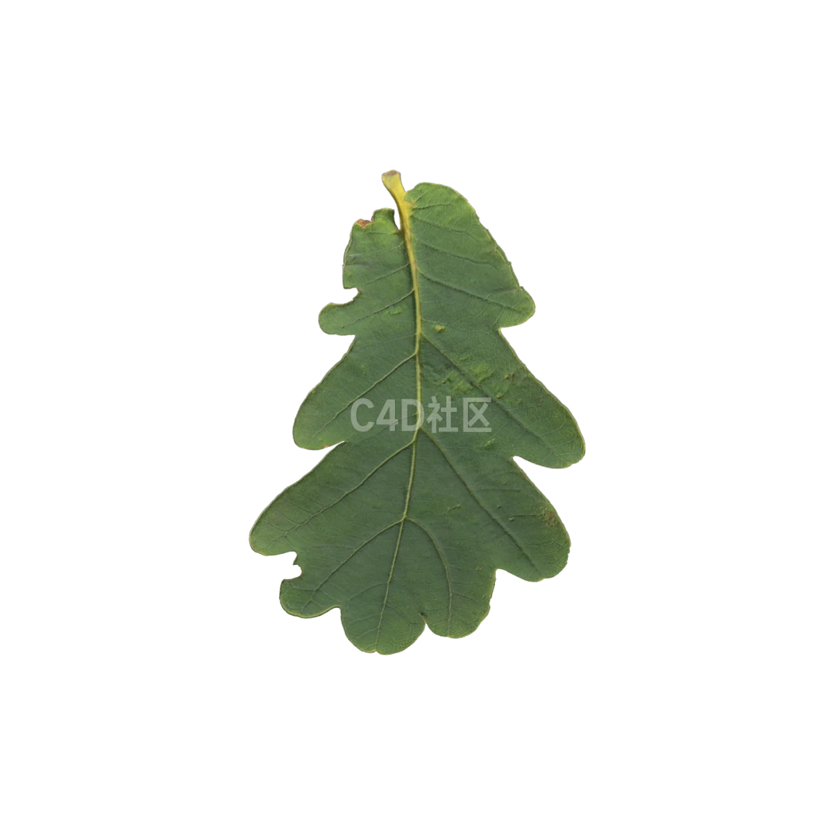 橡树叶 25052383