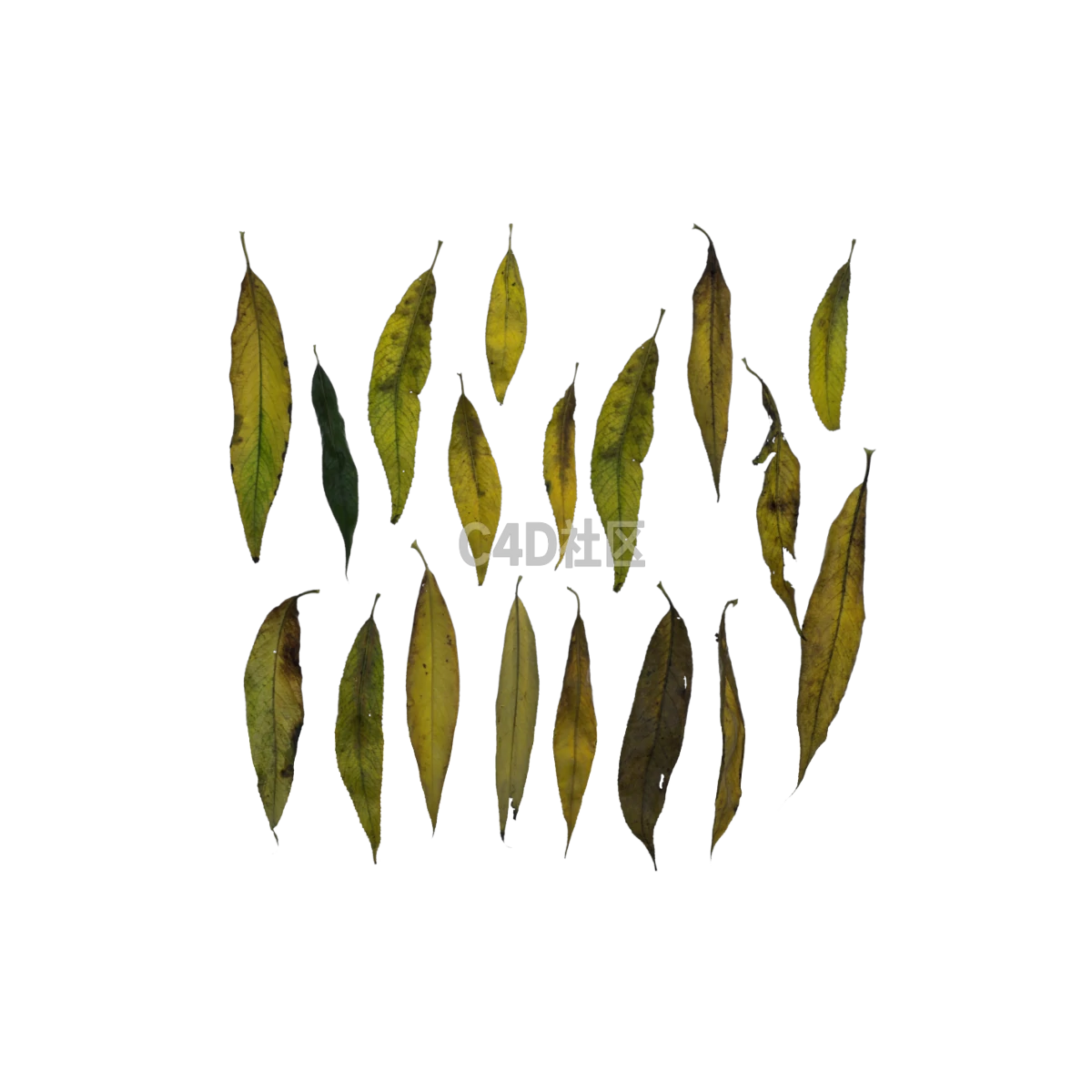 自然柳树秋季 25052411