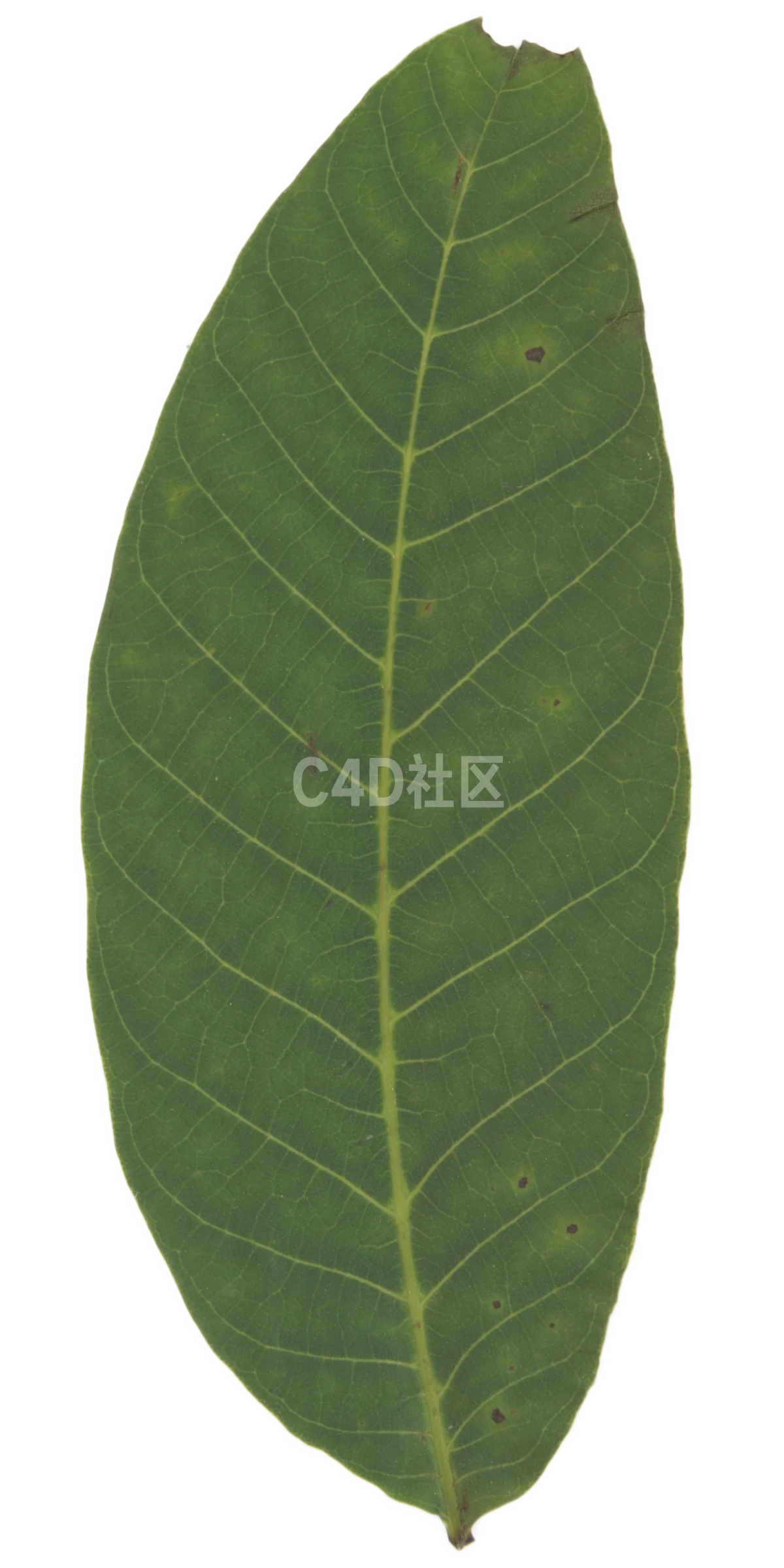 核桃叶 25052432