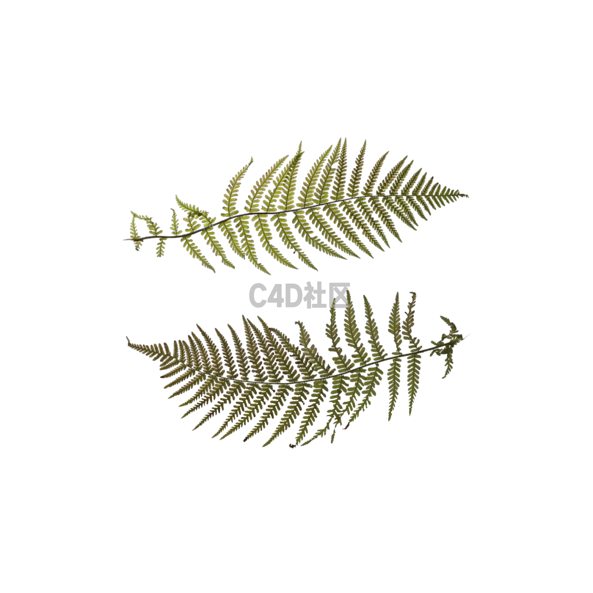 自然蕨类 25052409