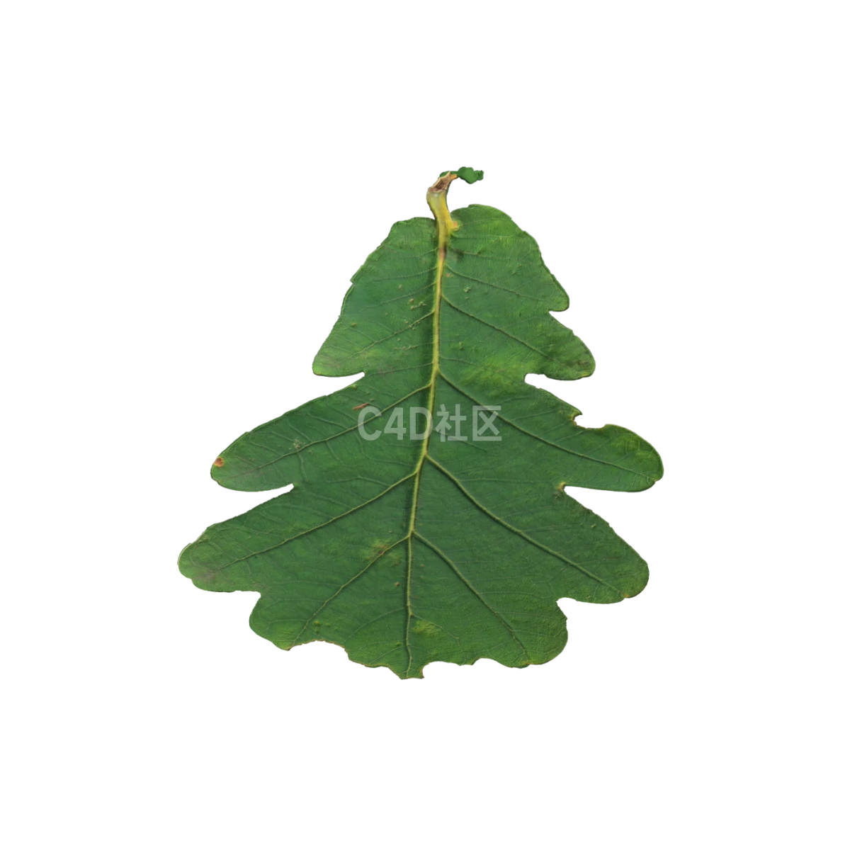 橡树叶 25052381