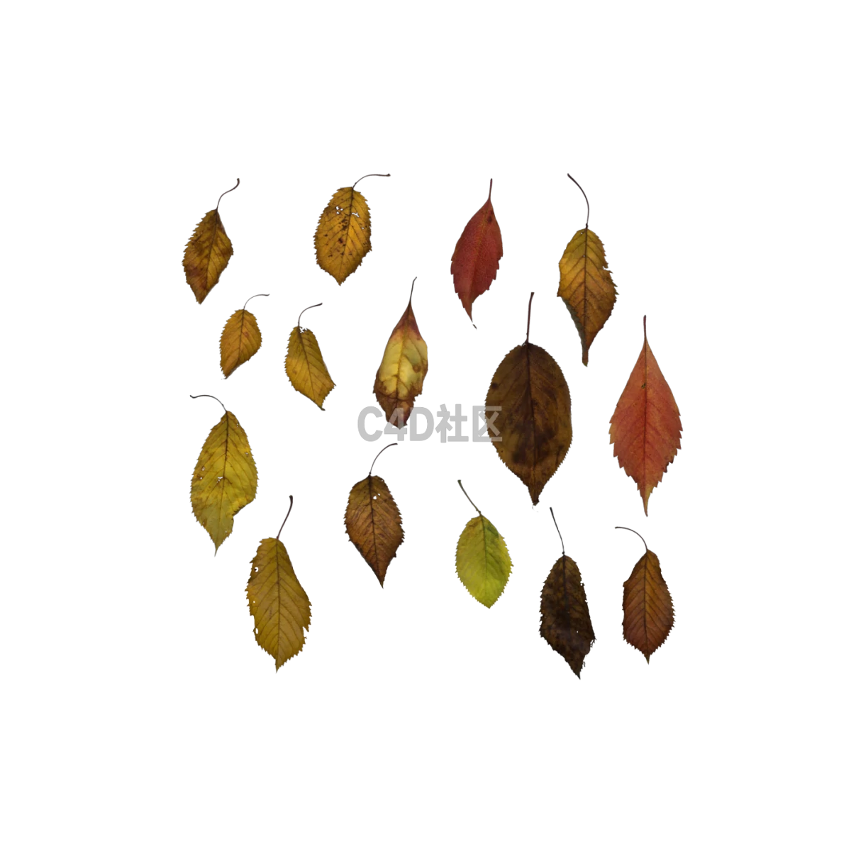 自然七叶树棕色 25052414