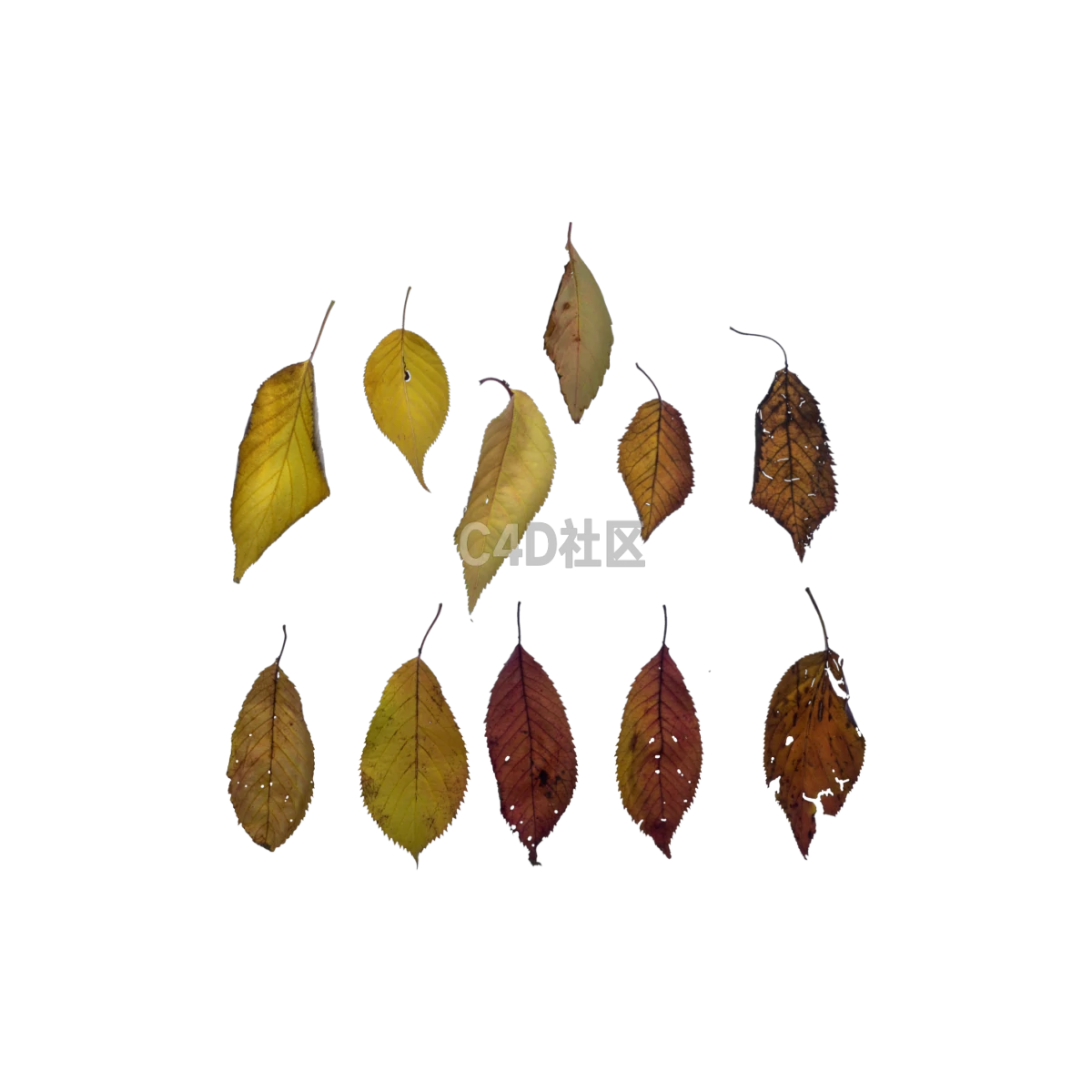 自然七叶树秋季 25052412