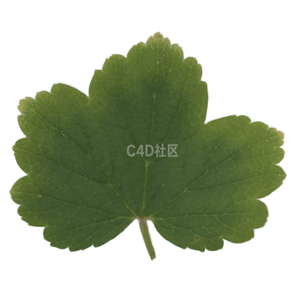 红醋栗叶 25052363