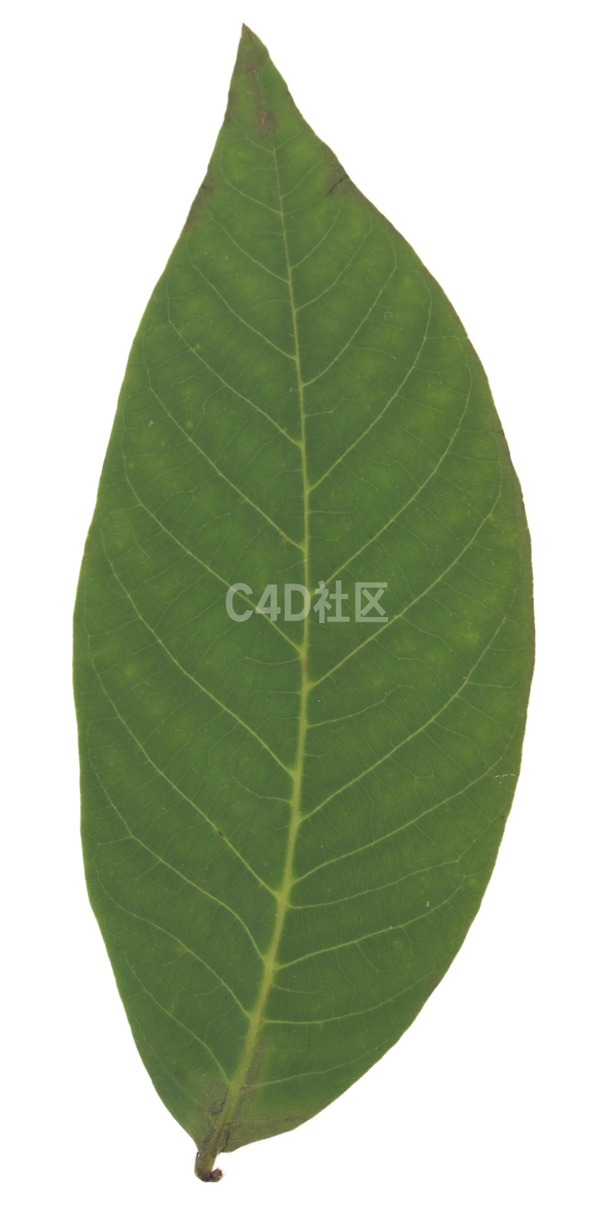 核桃叶 25052431