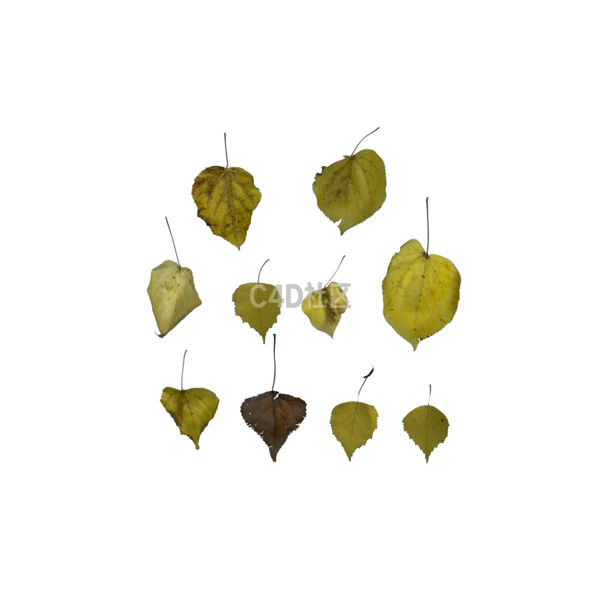 自然桦树秋季 25052406