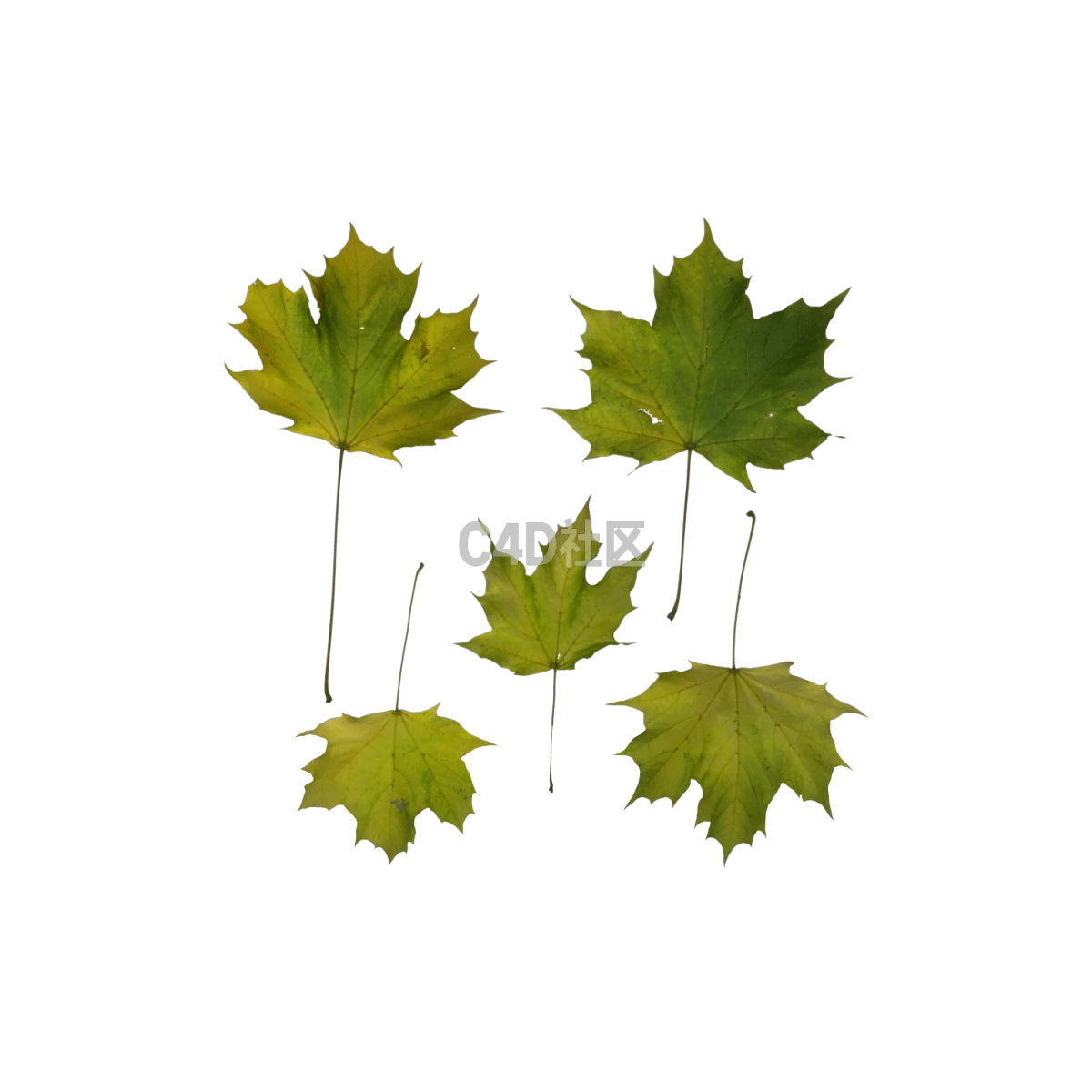 自然枫树幼叶 25052401