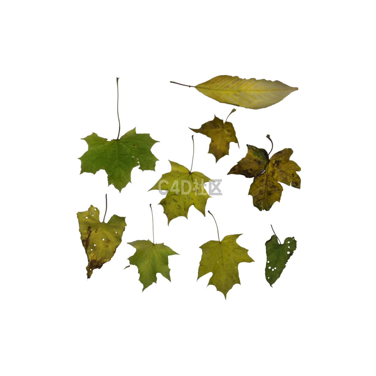 自然各种秋季 25052404