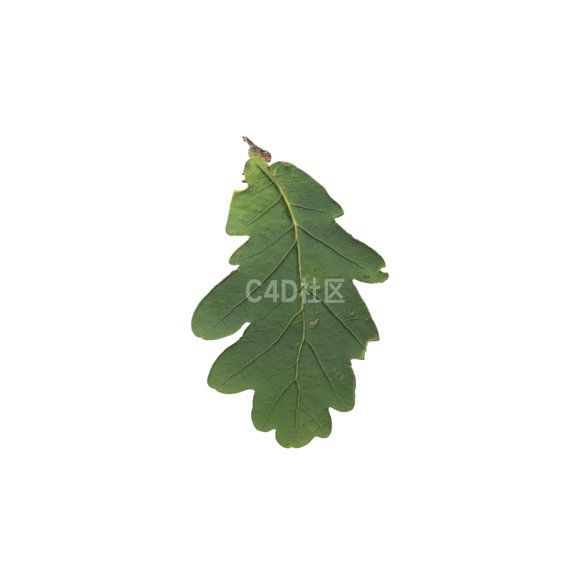 橡树叶 25052384