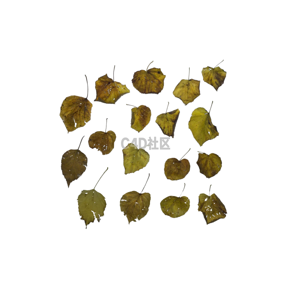 自然酸橙秋季 25052417