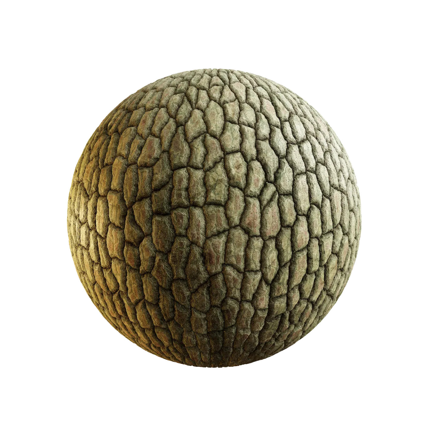 喜马拉雅山茱萸树皮25060855