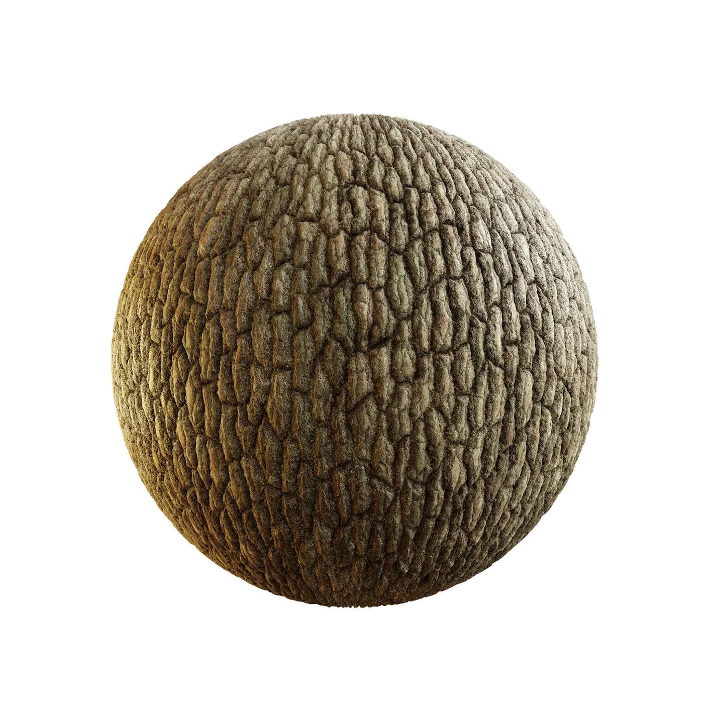 喜马拉雅山茱萸树皮25060856