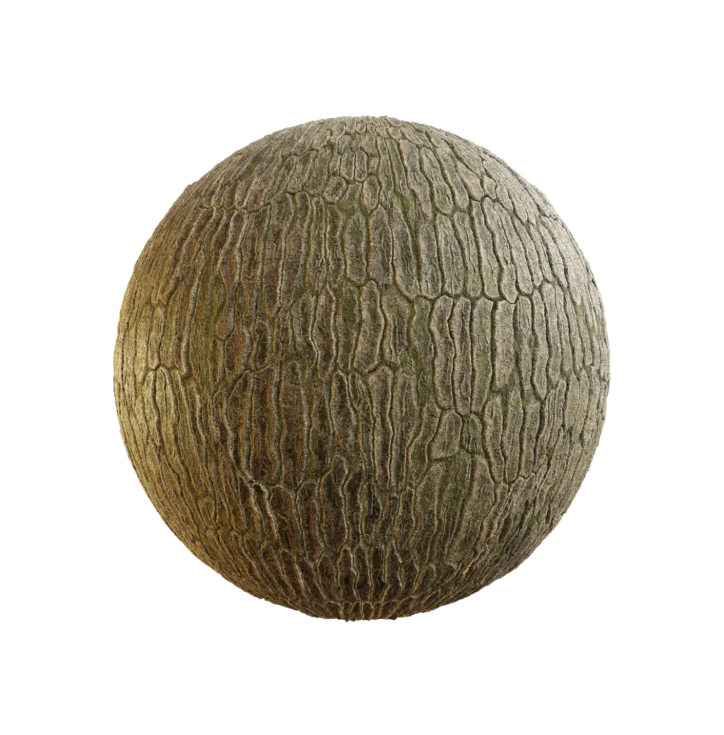 带苔藓的韩国云杉树皮25060895