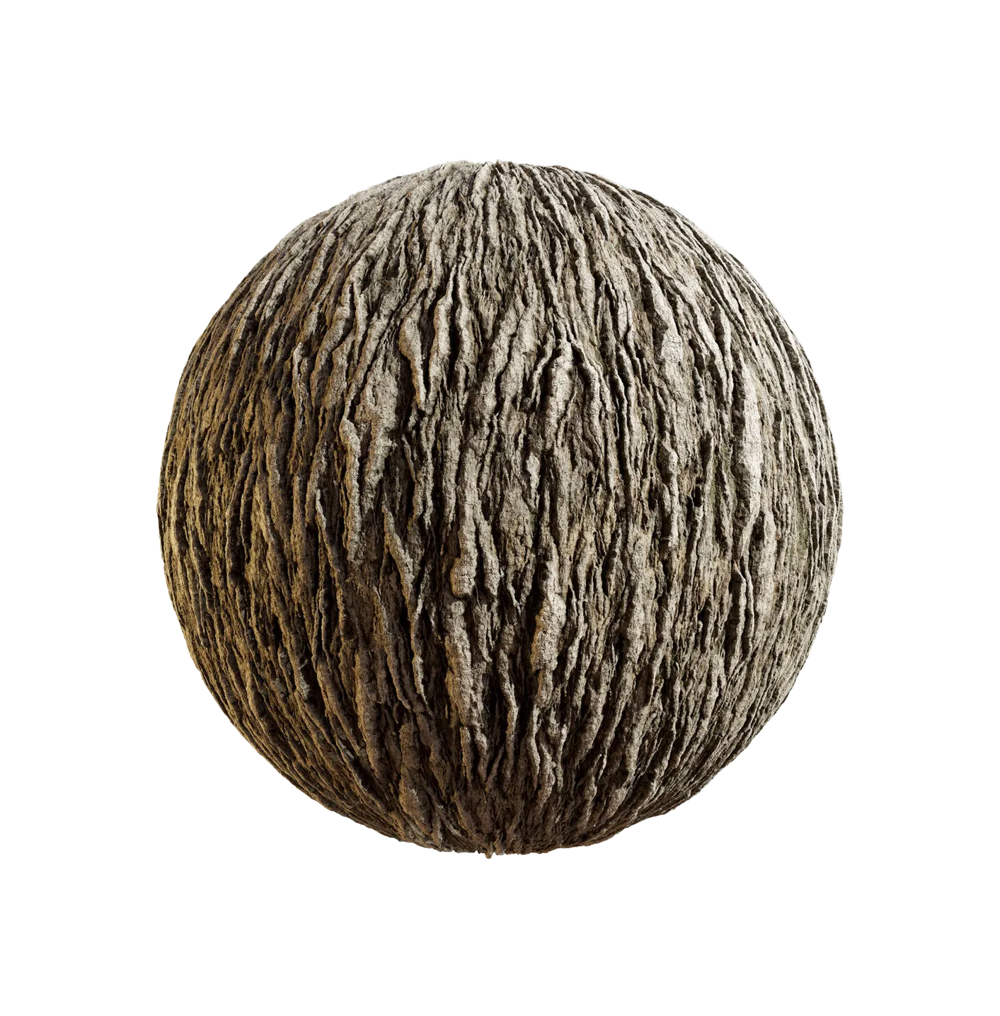 日本扇尾柳树皮25060841