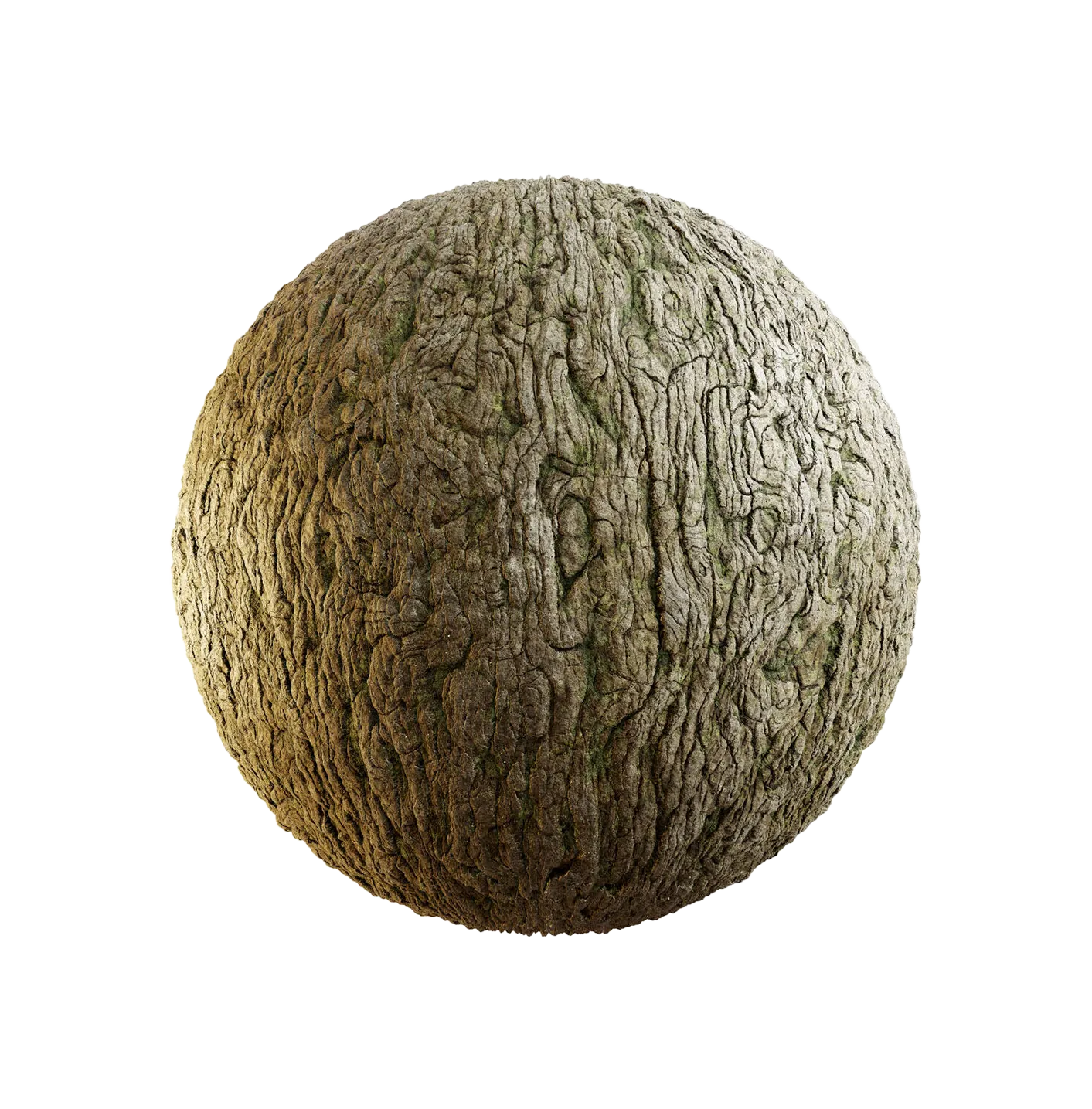 日本桤木树皮25060831