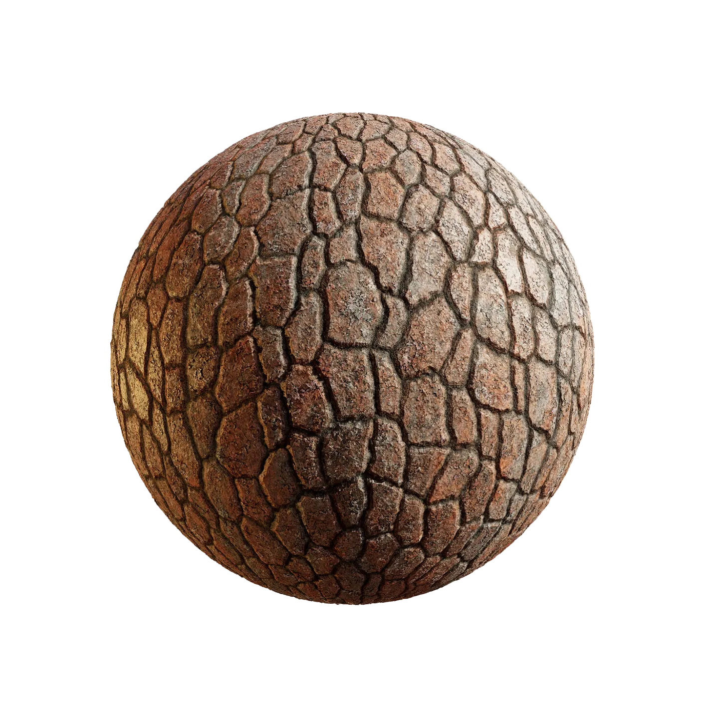 日本赤松树皮25060827