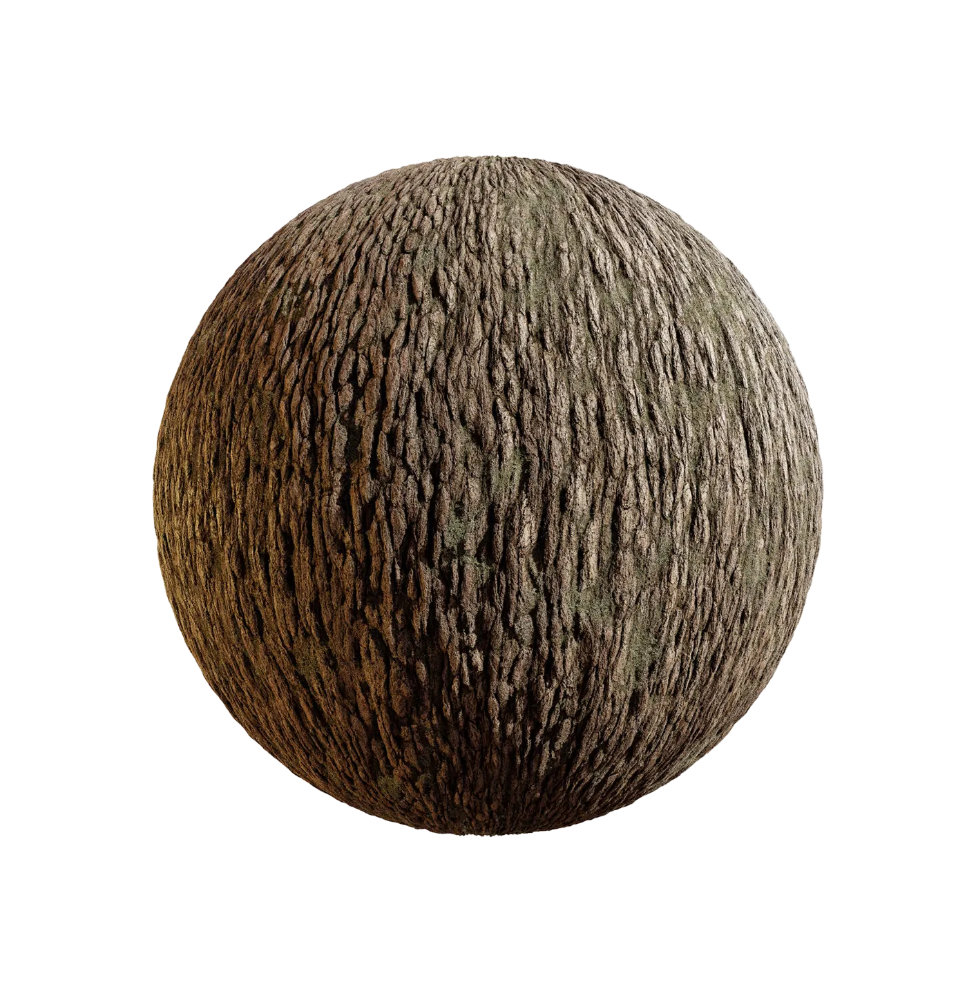 杜鹃花树皮25060803