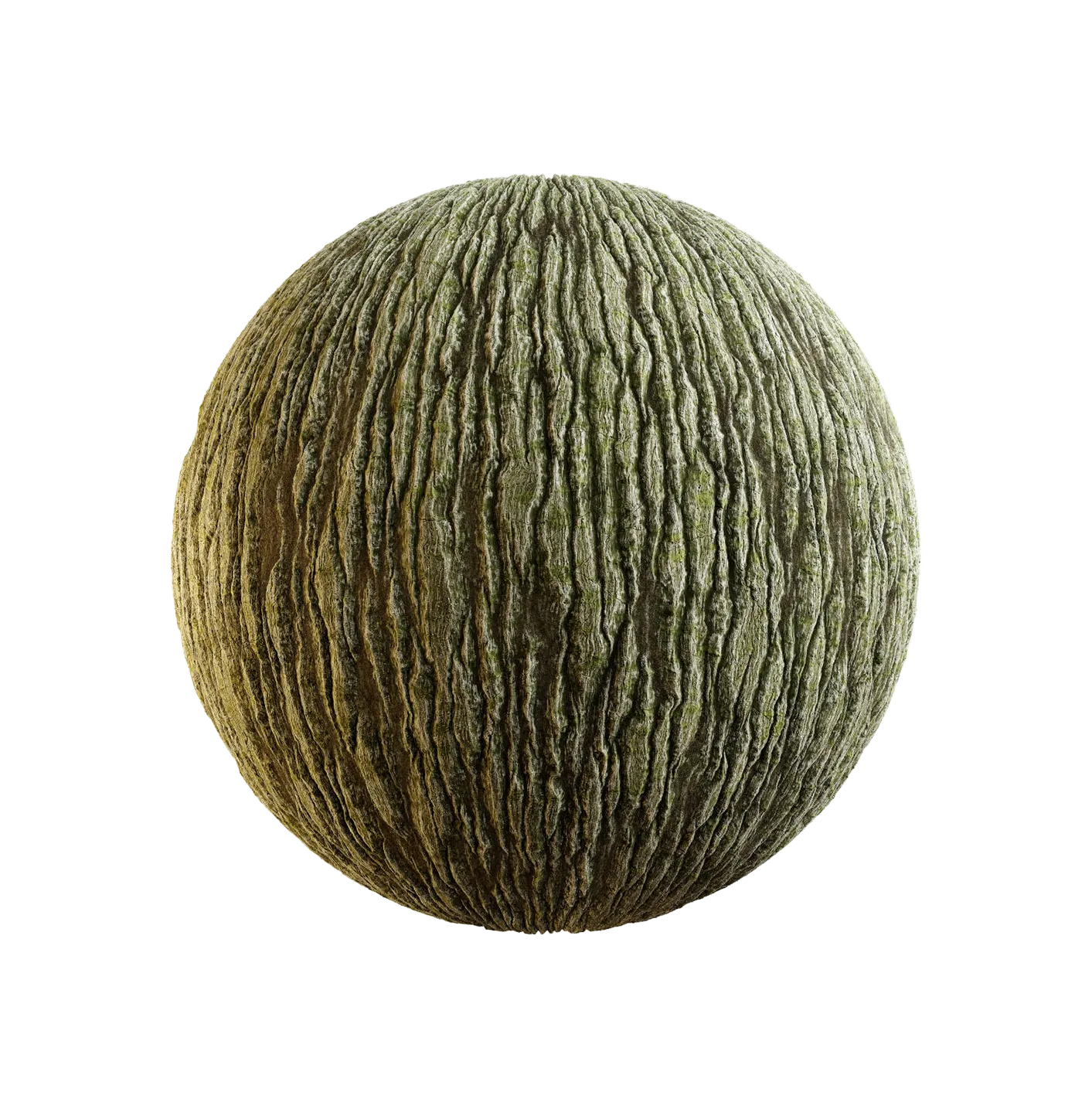 满洲枫树皮25060817