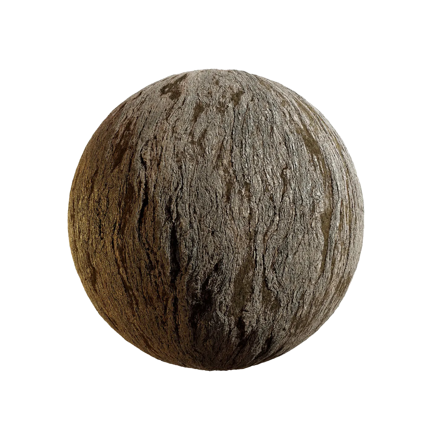 银杏树皮25060863