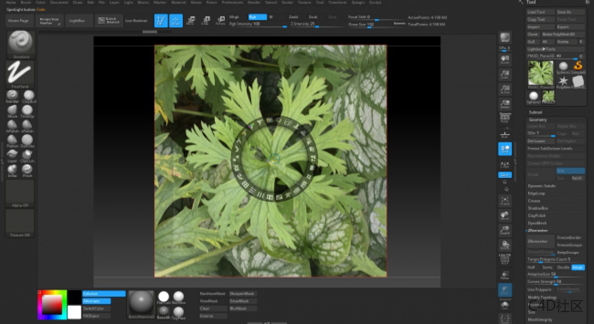 在ZBRUSH中与LIZ KIRBY建立高多边形植物