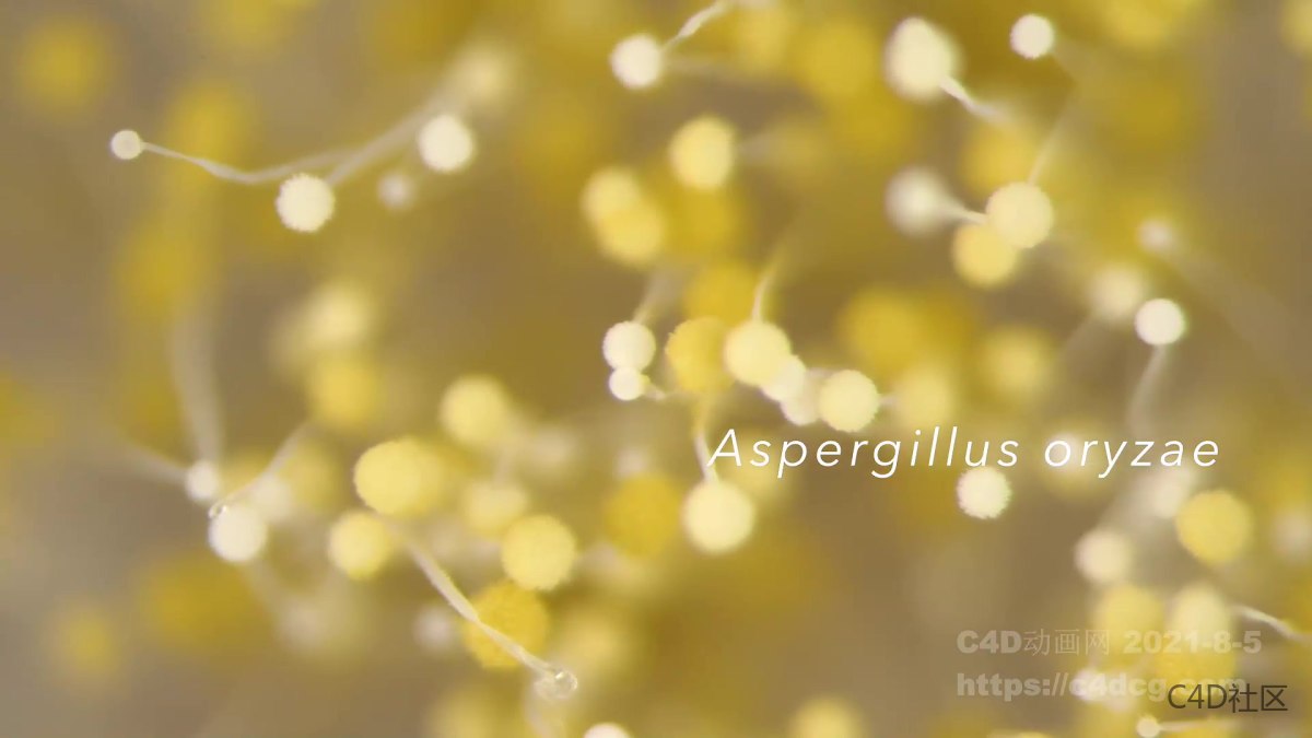 霉菌蔓延生长动画-微观世界