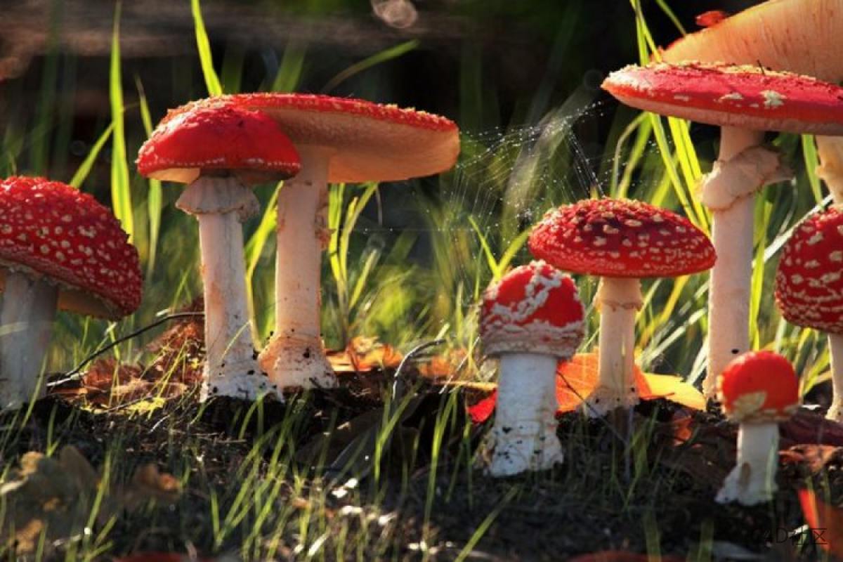 了解Redshift中的烘焙